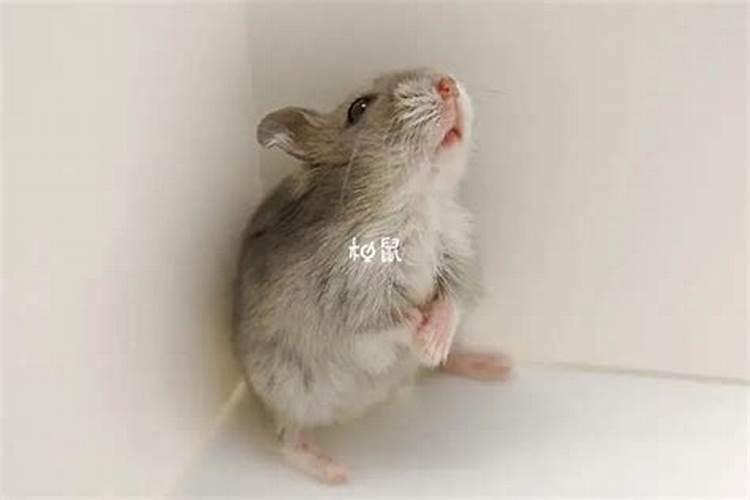 财神爷喝酒还是喝水啊