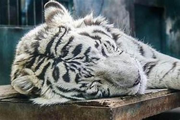 梦见死了的爷爷奶奶屋顶上爬树