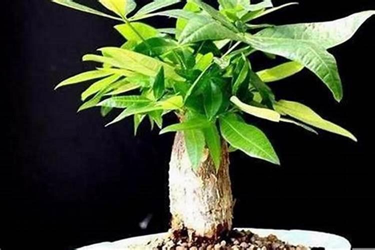 2022年12生肖运程,董易林2022虎年十二生肖运程