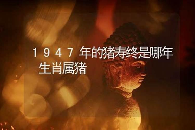 属猪2025年的运势及运程