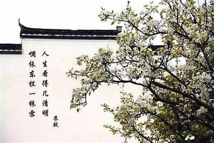 如何在家院子里种小树买什么树苗比较好最好是那种不需要经常浇水的树...