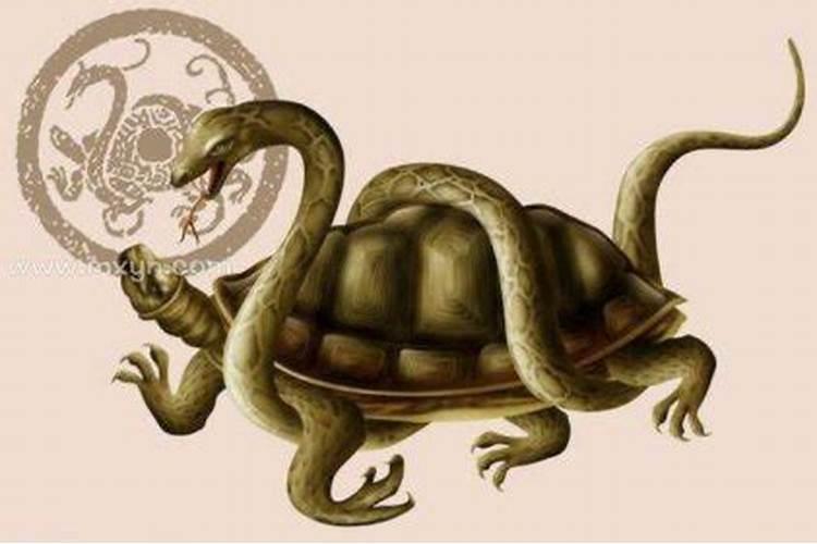 梦见蛇和乌龟是什么意思？