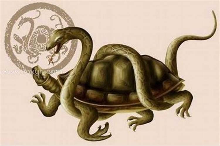 梦到龟蛇是什么意思 梦到龟蛇好不好
