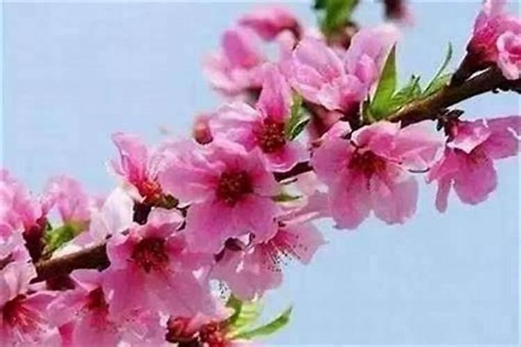 风水催桃花运最快的方法客厅放鲜花可旺桃花？