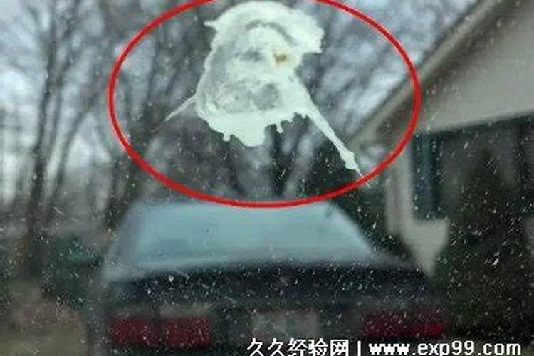 路上鸟屎掉脸上是什么预兆