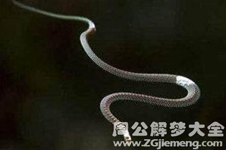 生肖合婚:属虎和属鸡的婚姻怎么样 相合吗