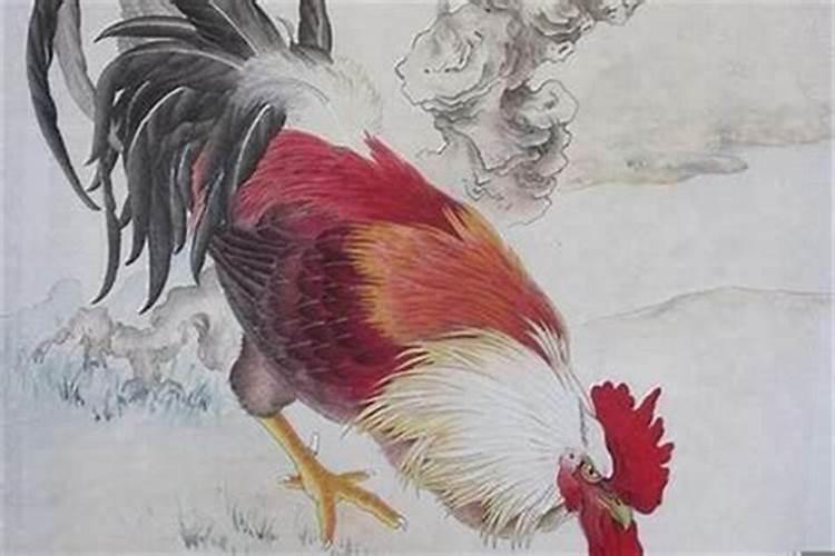 属鸡人猪年运势,属鸡与什么属相配