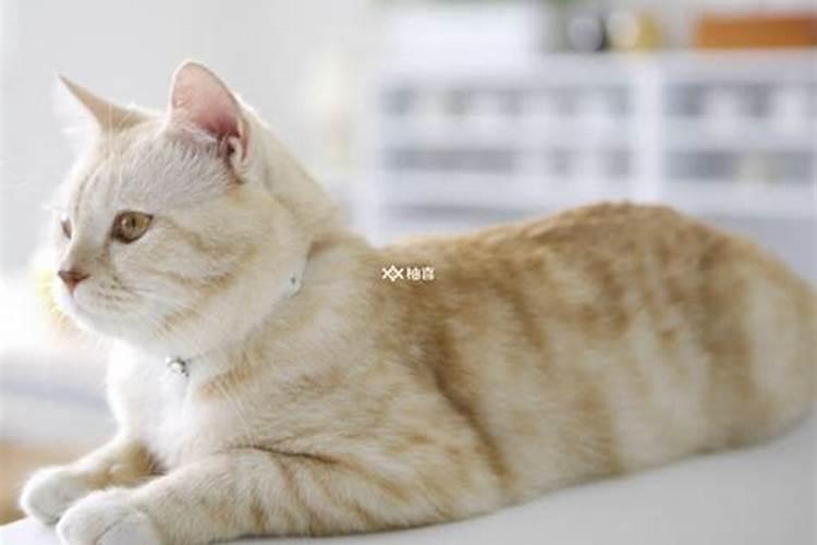 孕妇梦到猫预示什么？