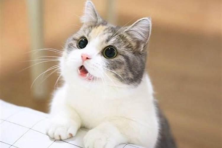 孕妇梦到一群猫是胎梦吗,孕妇梦见猫生小猫是胎梦吗