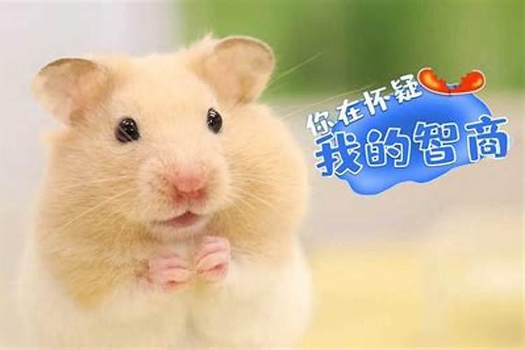 仓鼠睡觉时候一抽一抽