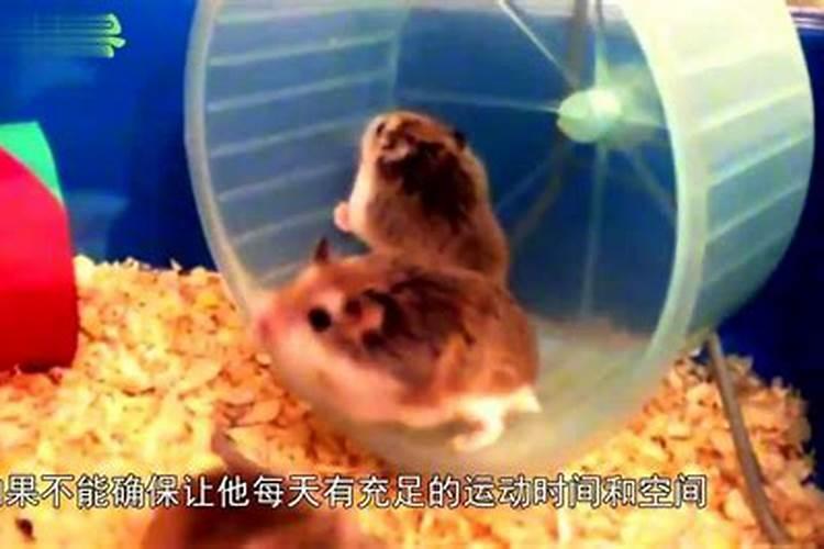仓鼠睡觉发出哼哼唧唧的声音