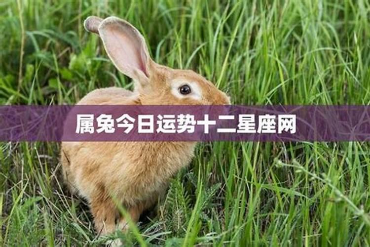 属兔2024年6月3日十二生肖运势解析