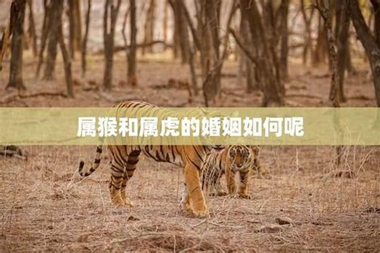 虎猴婚配的婚姻如何