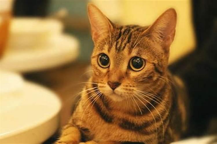 女人梦到猫死了预示着什么