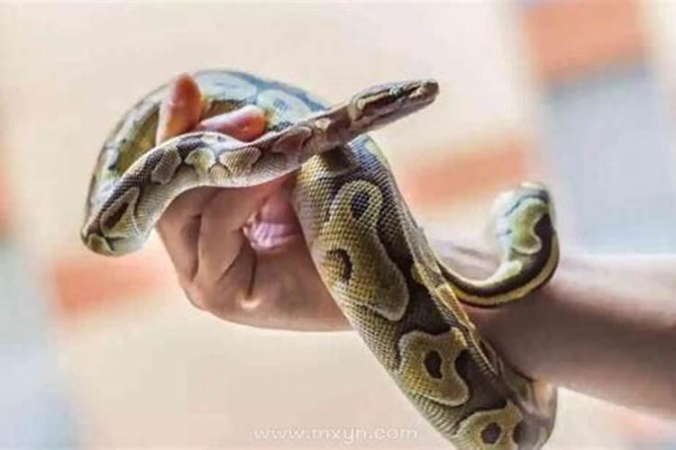 梦见蛇怀孕了是什么意思