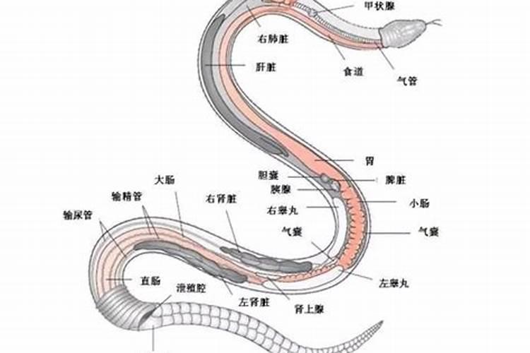 女性梦见蛇是什么征兆 女性梦见蛇是什么意思