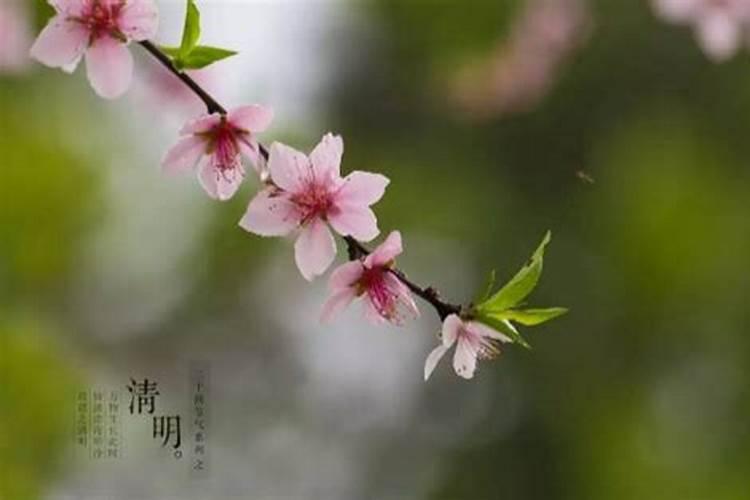 今年清明节什么属相不可以去扫墓