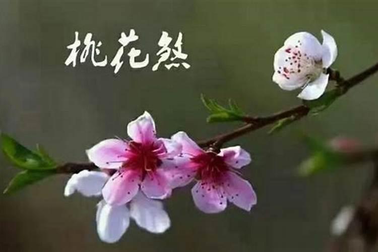 桃花煞是什么意思？怎么化解桃花煞？(12星座化解桃花煞)
