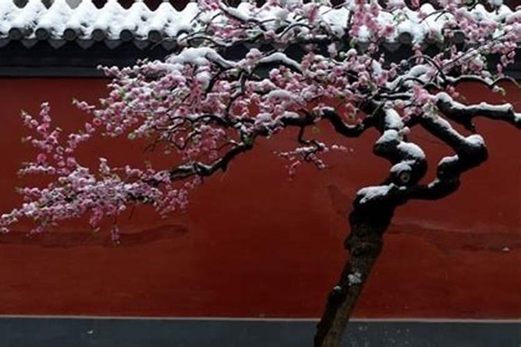 二十四节气对应的花分别是什么？