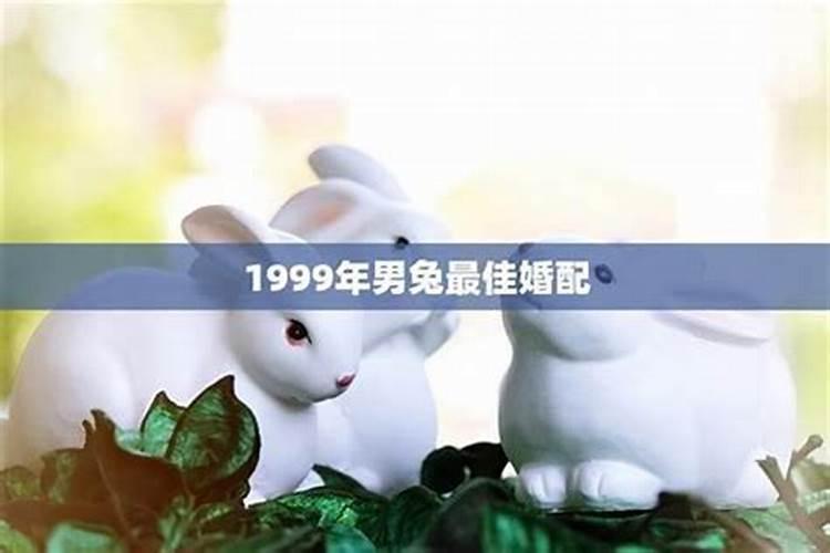 女属狗男属兔会旺夫吗,兔与狗的姻缘如何？
