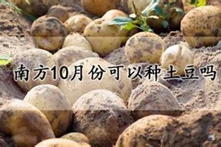 土豆是怎么种的
