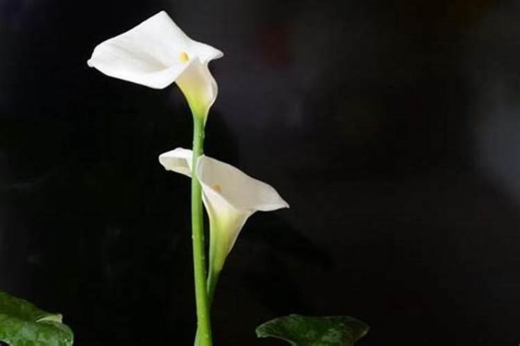 梦见马蹄莲开花的预兆