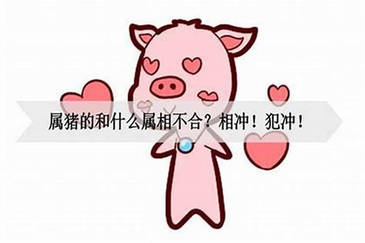 属猪的人犯太岁一览表,属猪人犯太岁年份