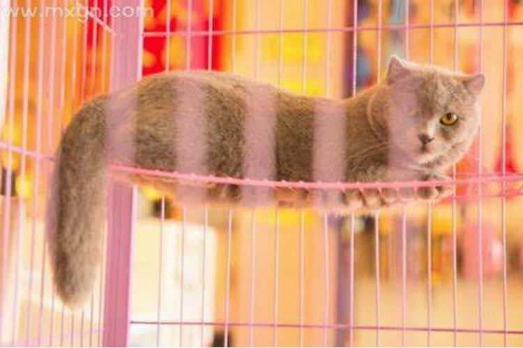女人梦见一群猫死了预示什么意思