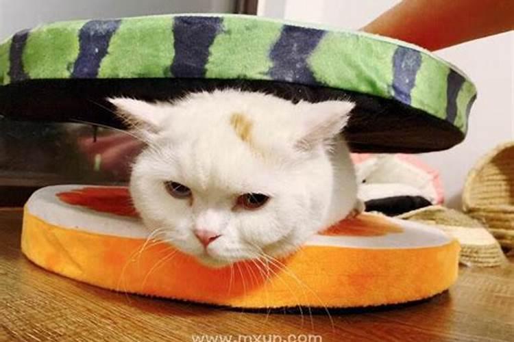 梦见吃猫肉的含义 梦见吃猫肉意思是什么