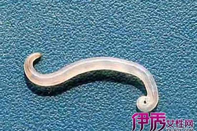 属狗人在2025年的全年运势