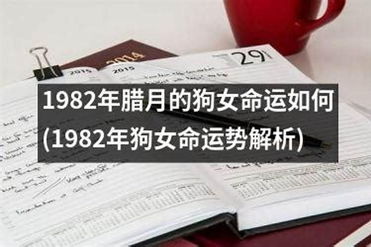 属狗的今年犯太岁怎么化解