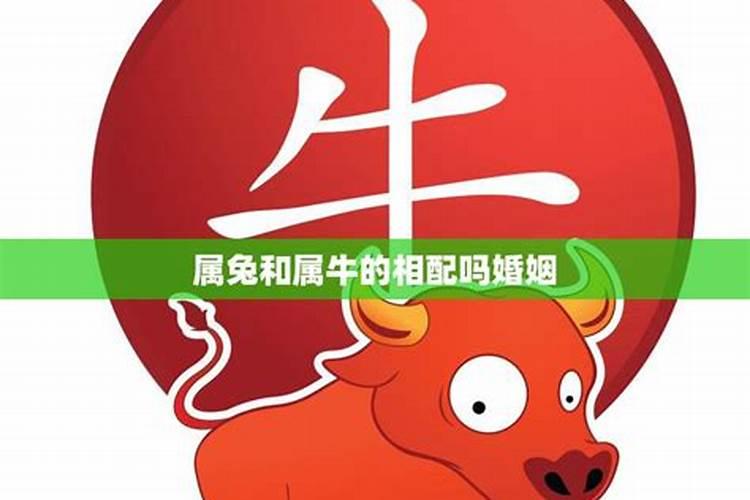 属牛的和属兔的婚姻合适吗