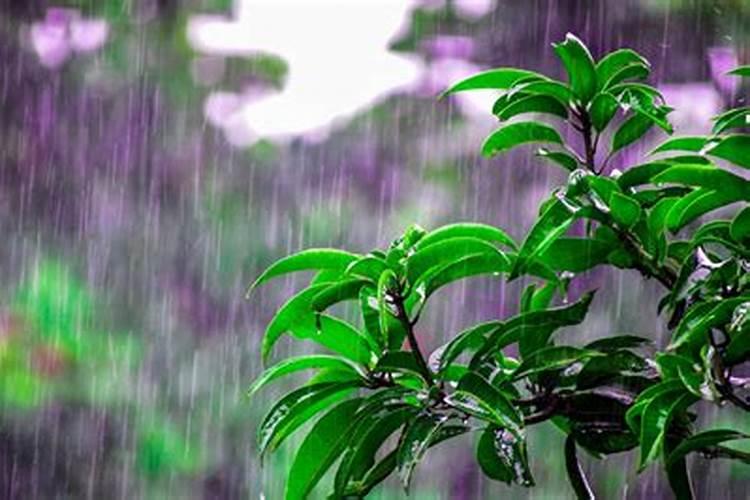 女人梦见下雨涨水是吉兆