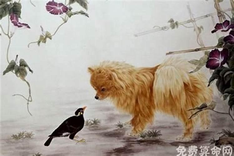 属狗的人和属虎的人八字合吗,可以结婚吗？