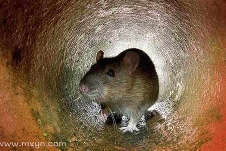 梦见老鼠掉水里淹死了的预兆