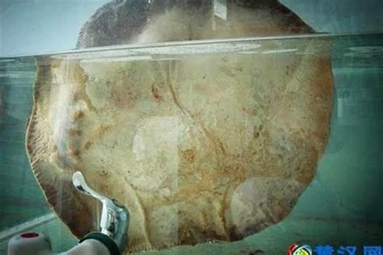 怎样使用才能发挥出太岁的功效呢？