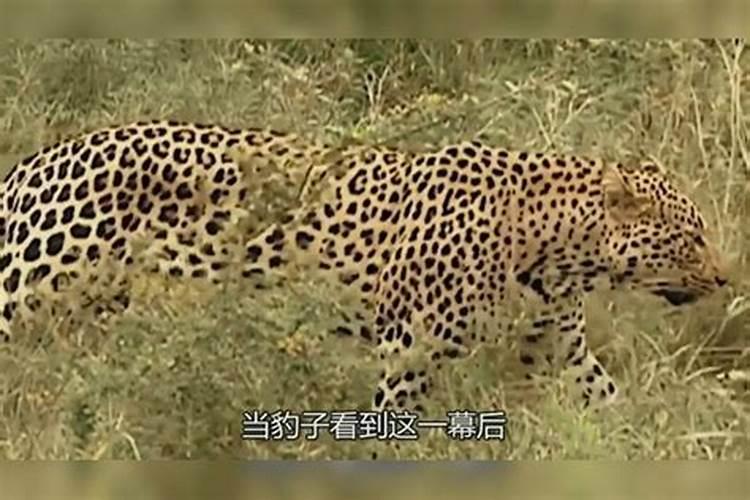 属虎本命年戴什么首饰最旺 属虎本命年戴哪个首饰最旺