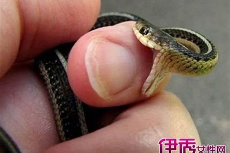 梦见自己被蛇咬了手有什么预兆