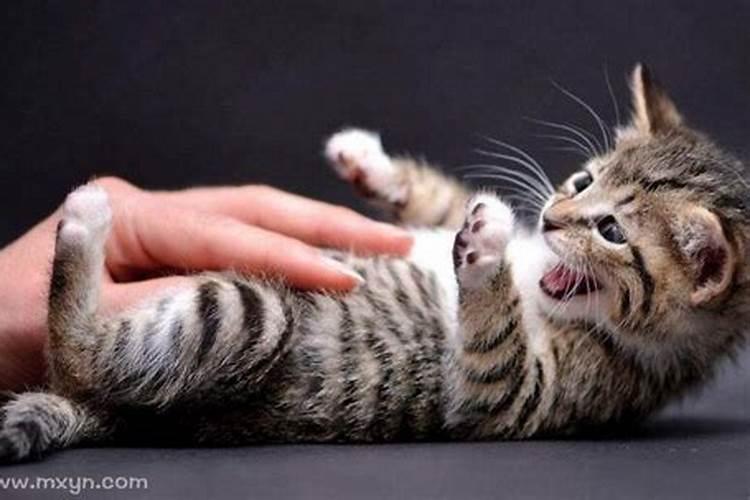 梦见被猫咬是什么预兆 梦见被猫咬是什么意思
