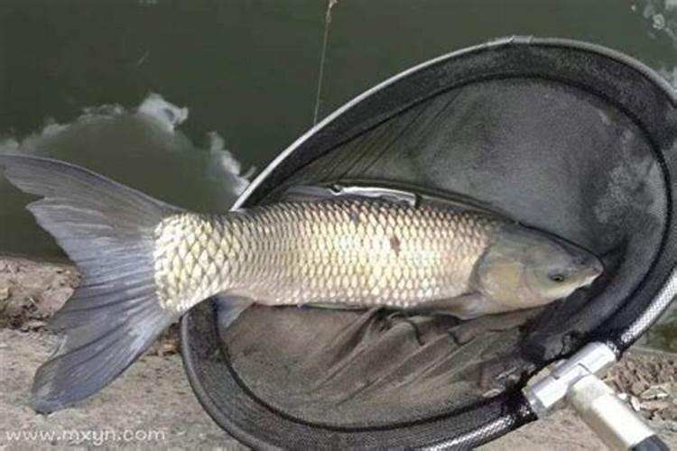 梦见吃大鱼的寓意