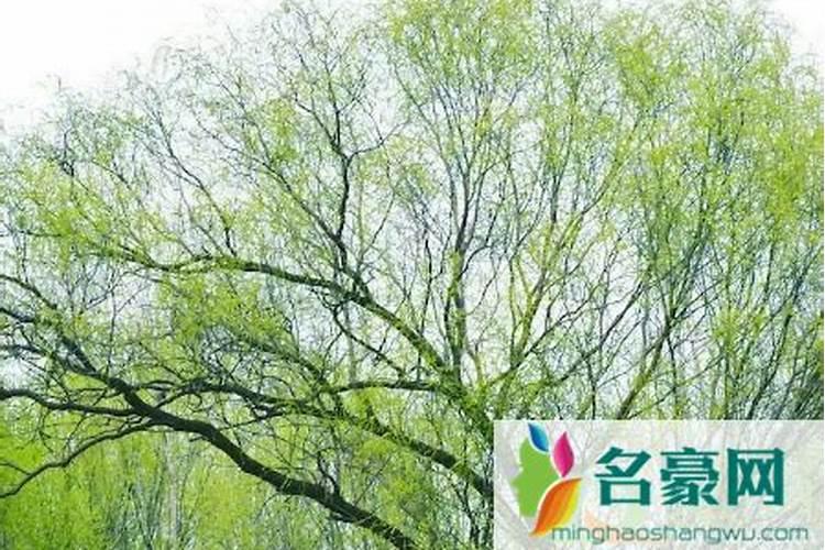 2024春分过后可以扫墓了吗 清明祭祖要过了春分吗