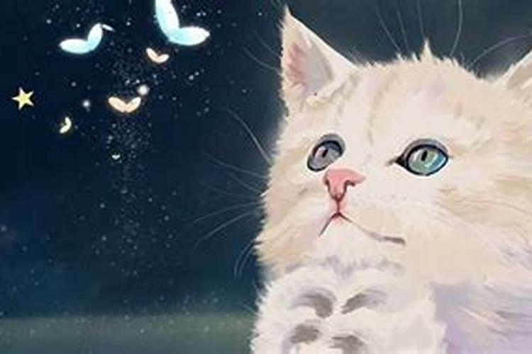 梦见杀了猫是什么意思？