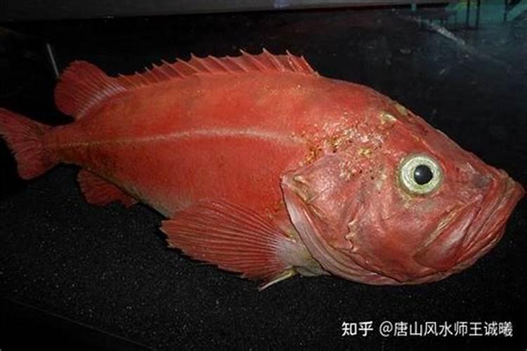 梦见大红鱼的预兆