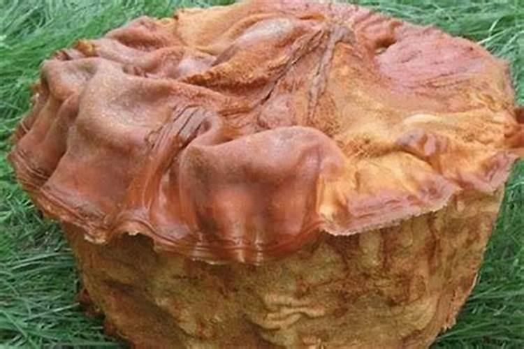 千年太岁到底是什么生物
