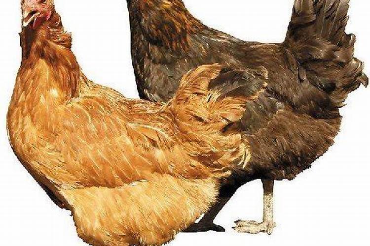 77年蛇女2025年每月运势及运程