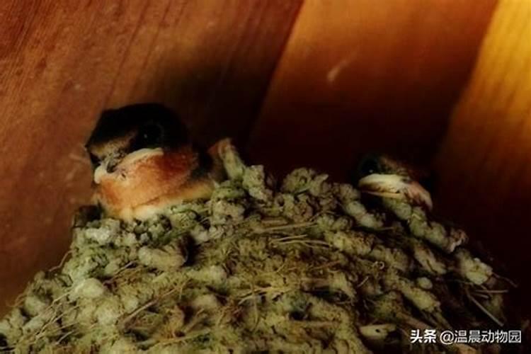燕子在家里搭窝预示着什么意思