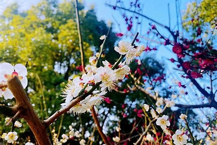 生辰花和诞生花的区别