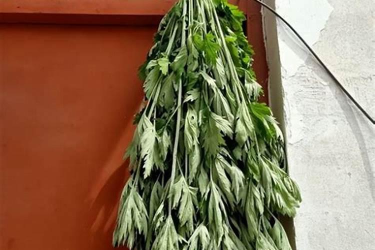 端午节把艾草挂门口是为什么 端午节把艾草挂门口的原因