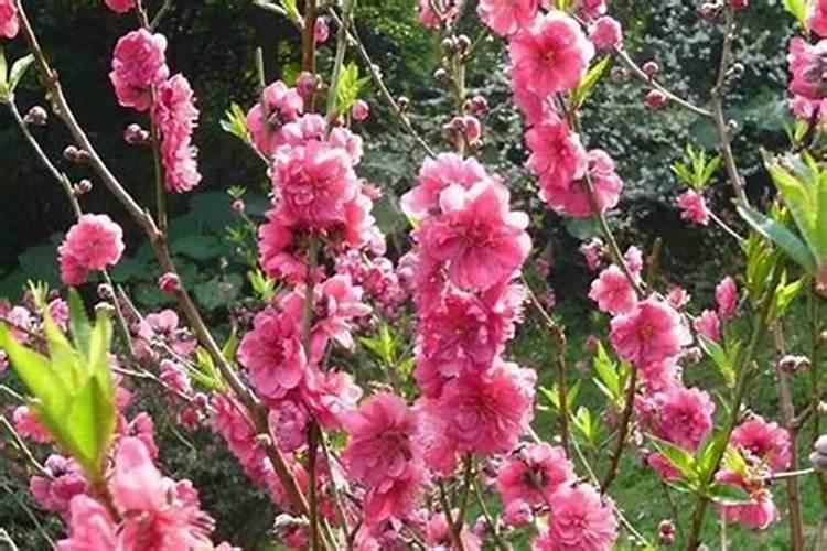 戴什么招桃花运