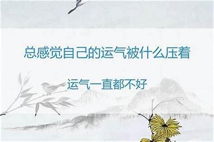 属猪的和属狗的相配吗